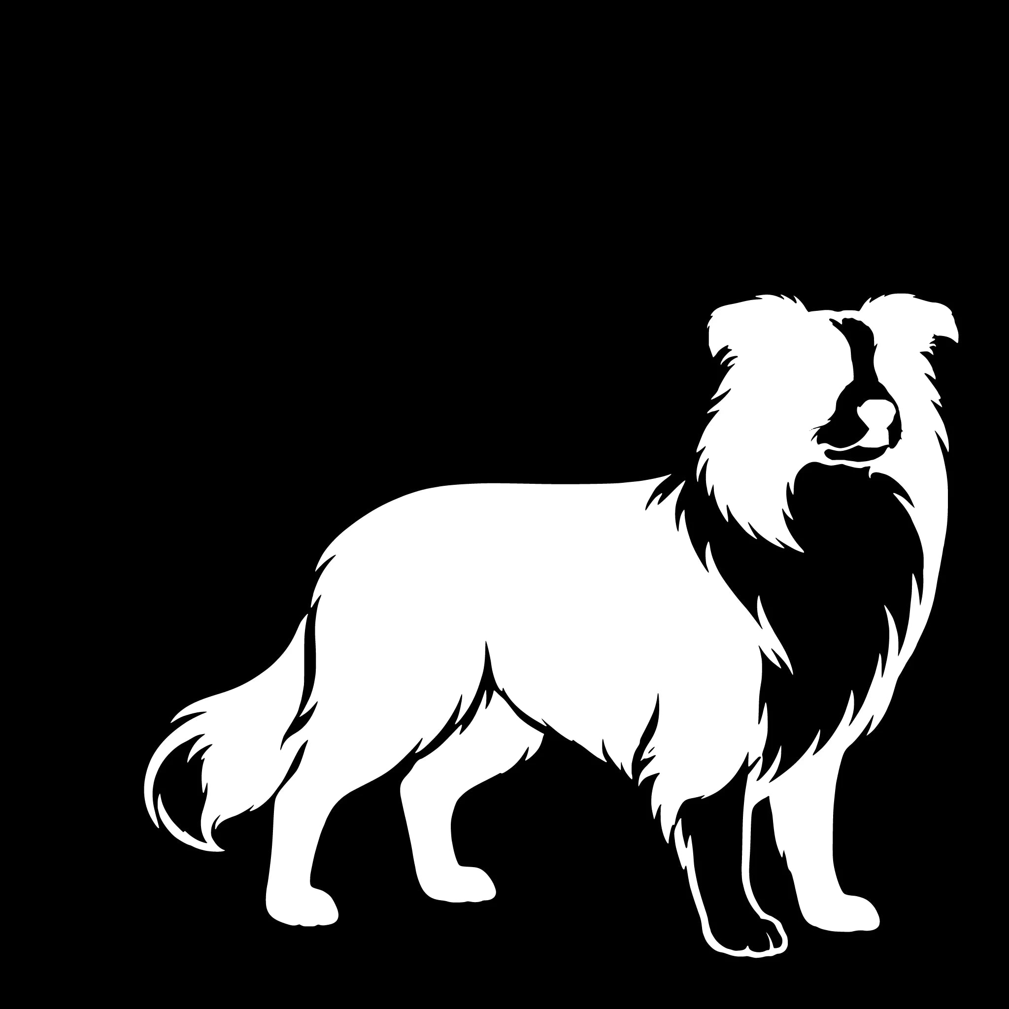  Border Collie – Enkelen Motief Sticker