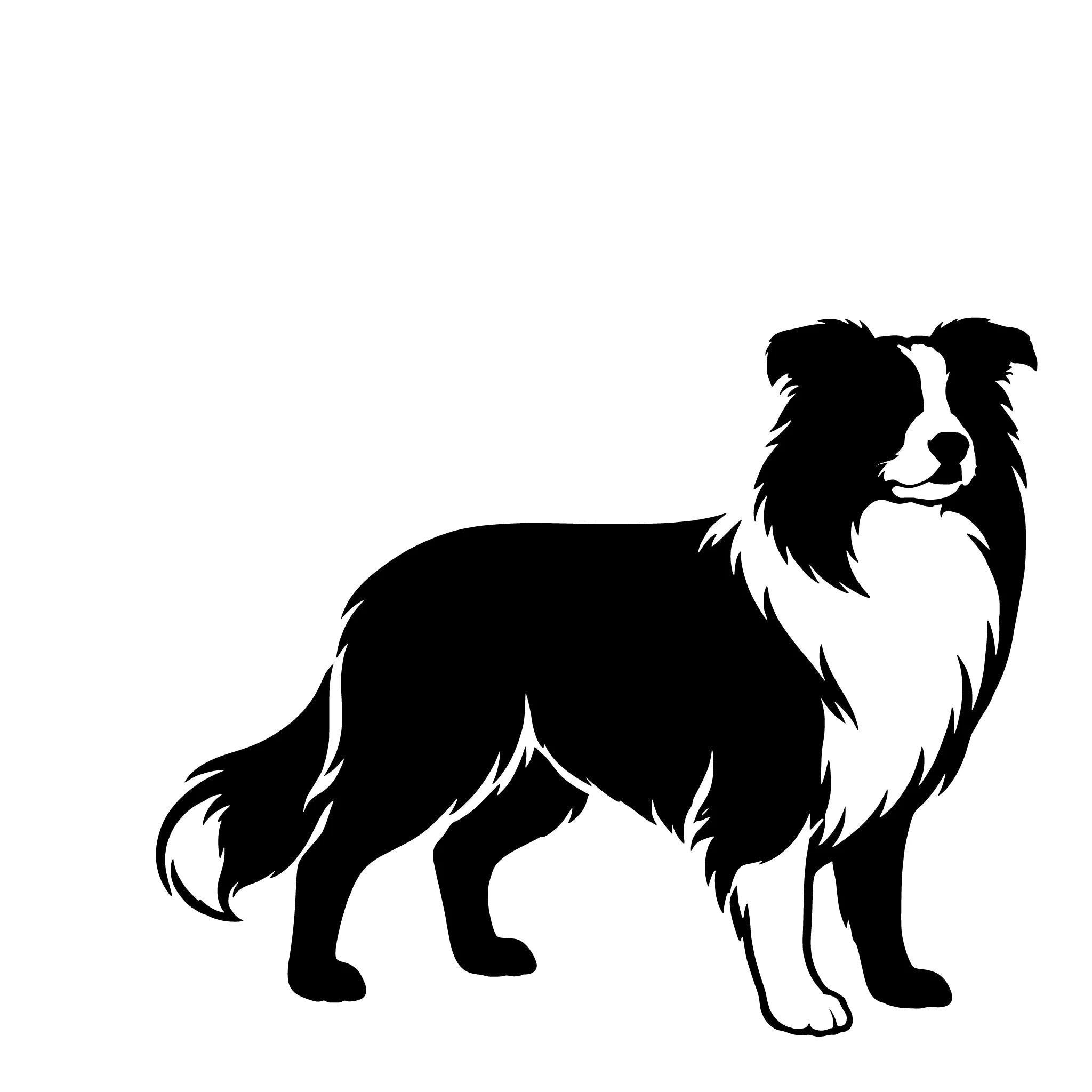  Border Collie – Enkelen Motief Sticker