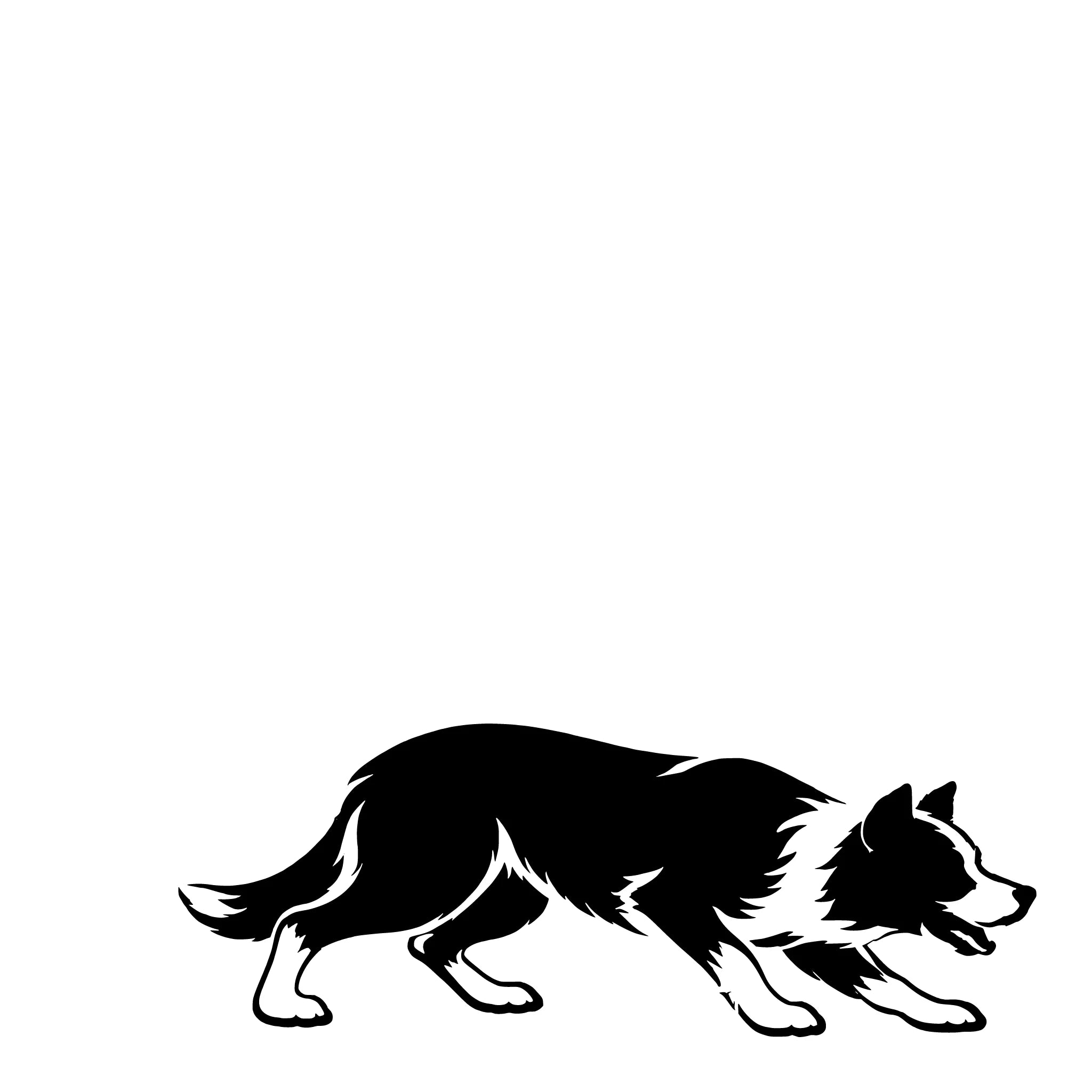 Kortharige Bordercollie – Enkelen Motief Sticker