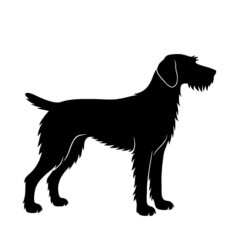 Draadhaar Staande Hond – Enkelen Motief Sticker